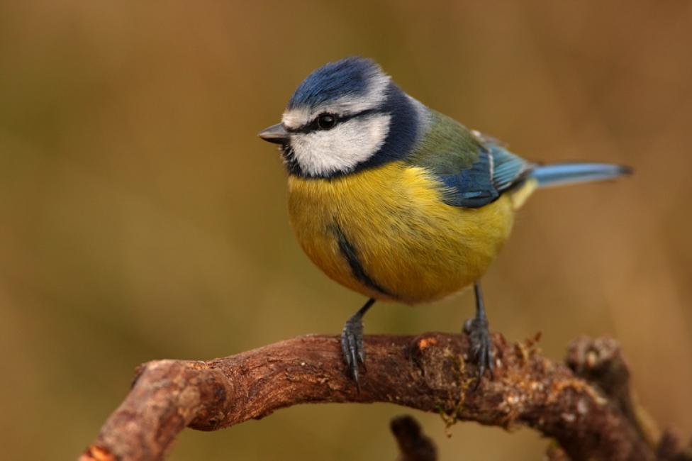 Imagen 90 de la galería de Herrerilo común - Bue tit (Cyanistes caeruleus)